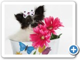 pet grooming