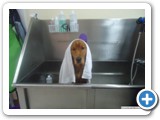 pet grooming
