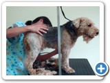 cat grooming