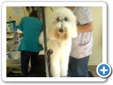 dog groomers